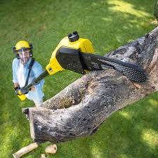 Best Root Management and Removal  in Williamstown, PA