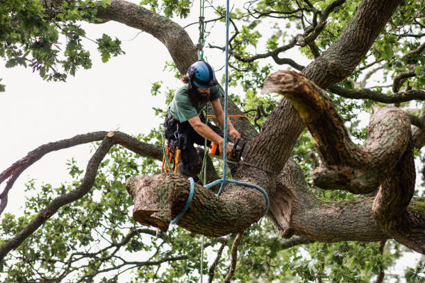 Trusted Williamstown, PA Tree Care Experts