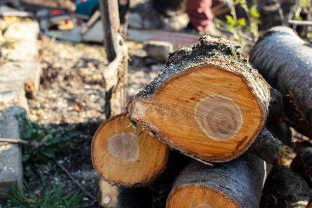 Best Tree Removal  in Williamstown, PA