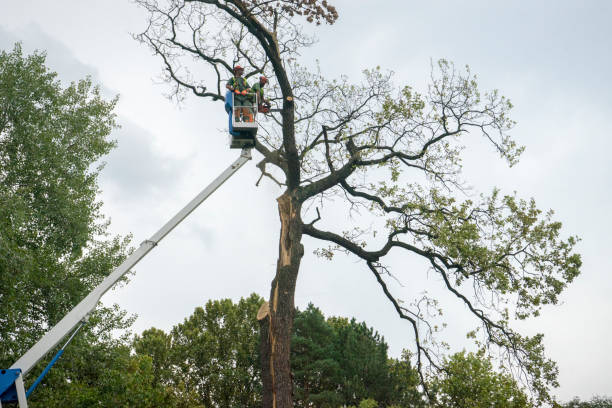 Best Arborist Consultation Services  in Williamstown, PA