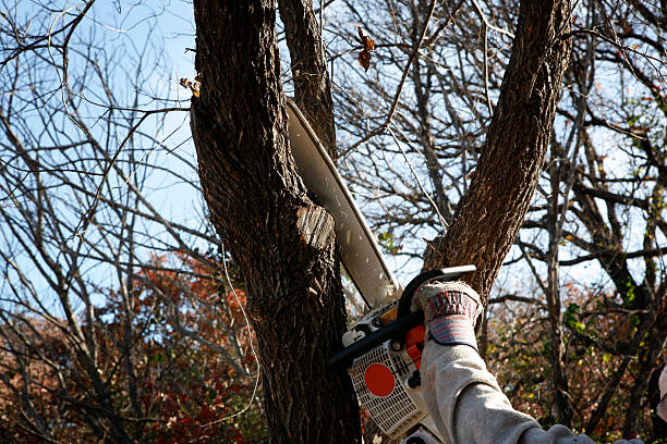 How Our Tree Care Process Works  in  Williamstown, PA