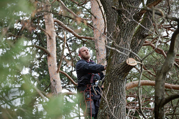  Williamstown, PA Tree Care Pros