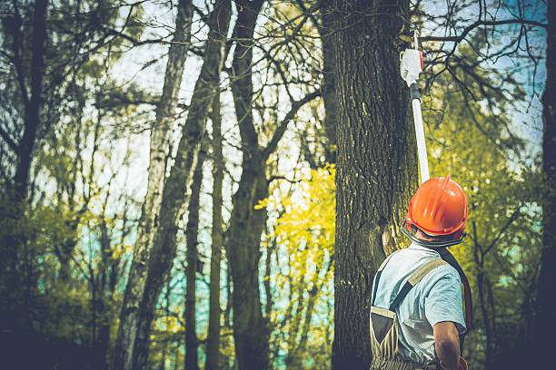 Tree and Shrub Care in Williamstown, PA
