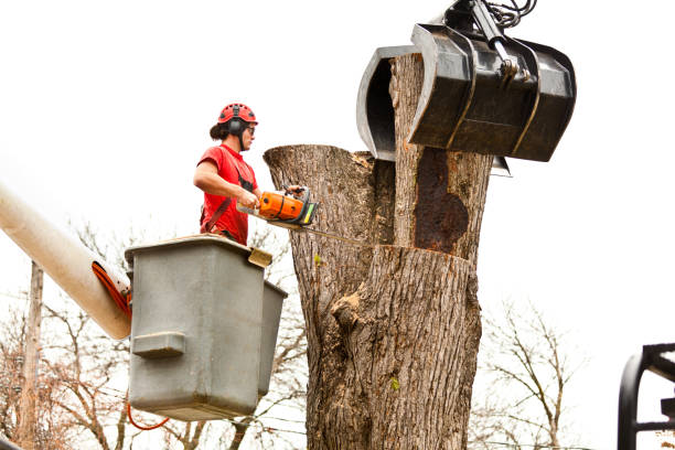 Best Stump Grinding and Removal  in Williamstown, PA